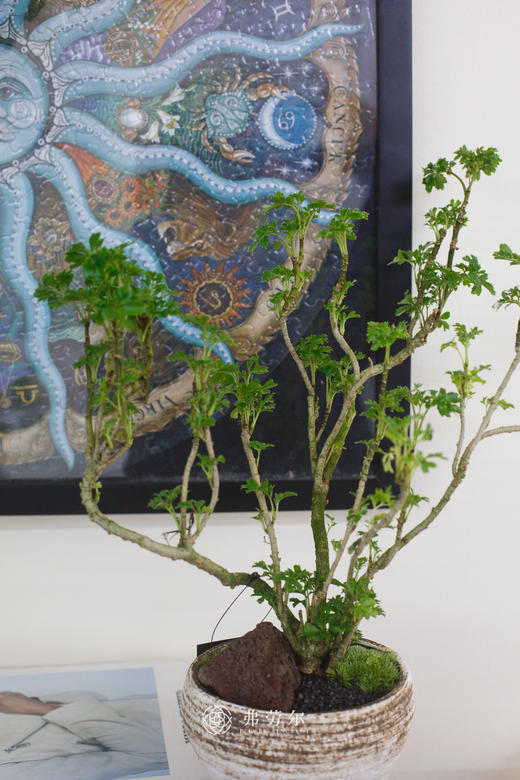 造型羽叶福禄桐 商品图1