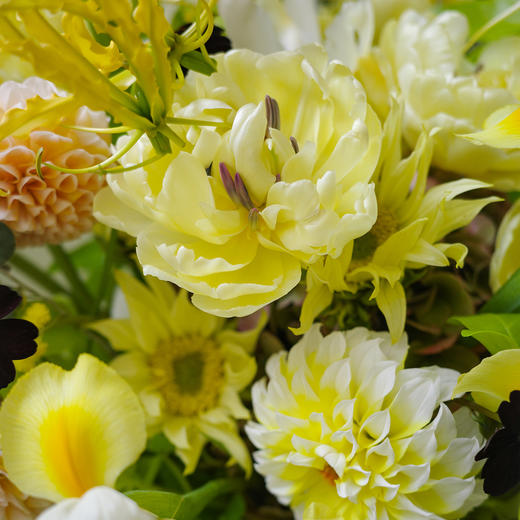 鹅梨月桂 Lunar Scented 商品图2