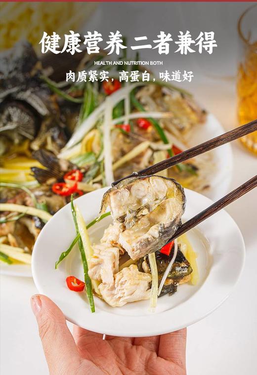 泉水生态养殖 鲟龙鱼 人工现捞鲜活包邮到家 商品图4