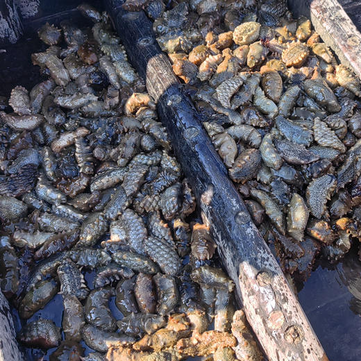 【印象沈农自有基地】大连长海县广鹿岛即食海参辽宁大连刺参鲜食500g独立袋装非鲜活海参鲜而不腥 商品图2