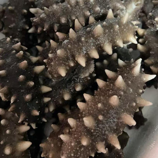 【印象沈农自有基地】大连长海县广鹿岛即食海参辽宁大连刺参鲜食500g独立袋装非鲜活海参鲜而不腥 商品图5