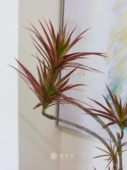 千年木 商品图1