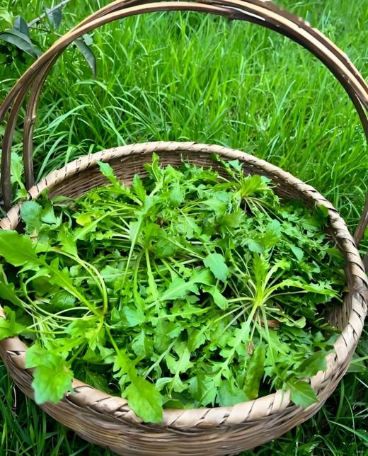 有机荠菜250g 商品图1