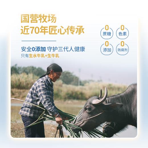广西农垦西江乳业水牛纯牛奶(A2β酪蛋白)200g/10瓶 商品图4