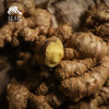 生态小黄姜 （包邮,8.7折起）| 绿家自产* Organic ginger  | Self-production 商品缩略图1