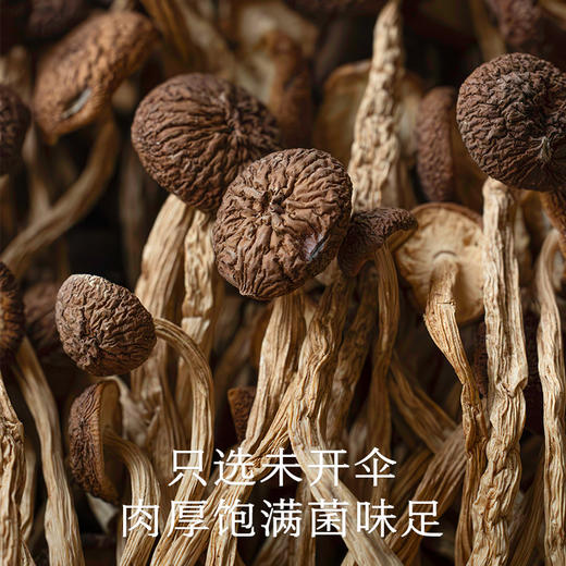 南食召 茶树菇 商品图1