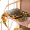 有机流心黄油蟹 6两/只 商品缩略图0