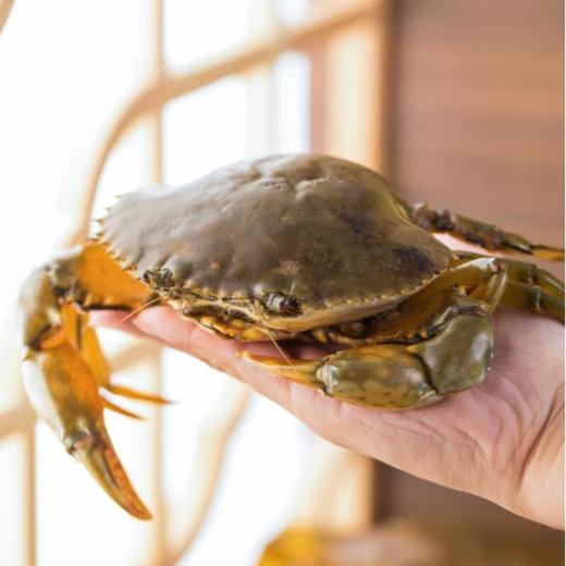 有机流心黄油蟹 6两/只 商品图0