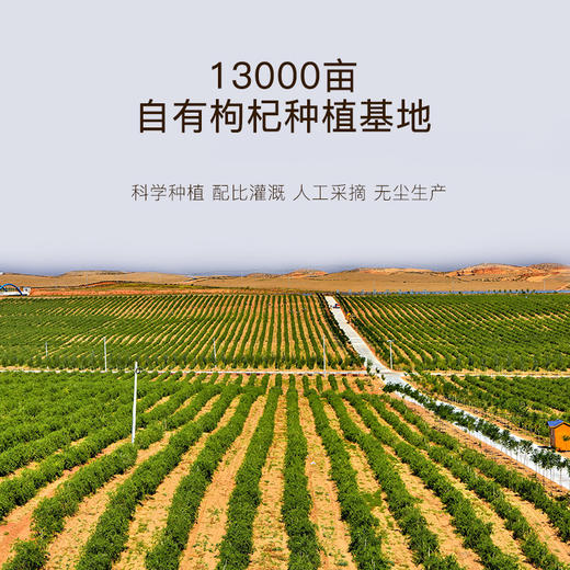 玺赞赛鲜枸杞两瓶装 商品图2