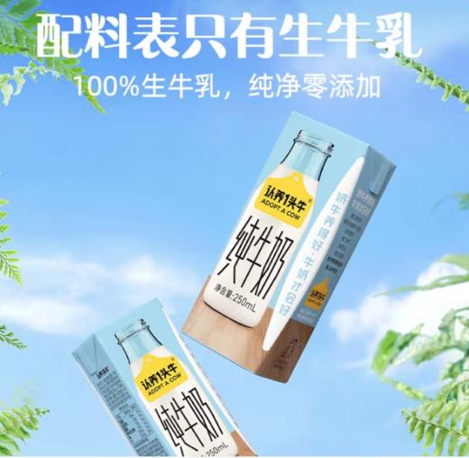 spp 认养一头牛纯奶250ml*12 商品图2