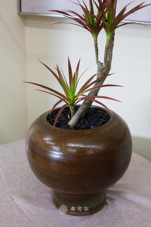 千年木 商品图2