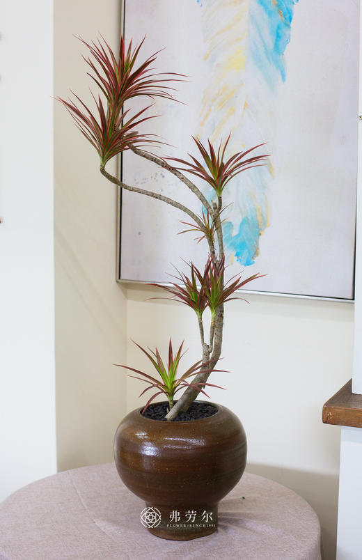 千年木 商品图0