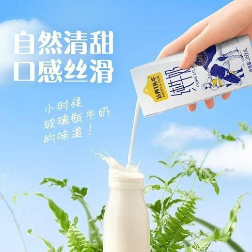spp 认养一头牛3.6g蛋白纯奶250ml*12 商品图1