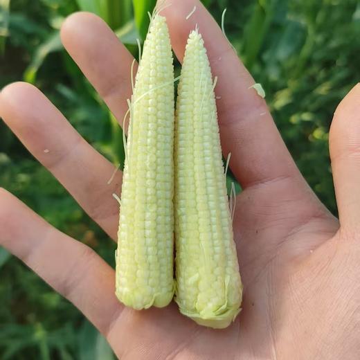生态玉米笋（浙江） | 合作生产*Ecological baby corn | Partner Production 商品图2