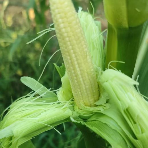 生态玉米笋（浙江） | 合作生产*Ecological baby corn | Partner Production 商品图1