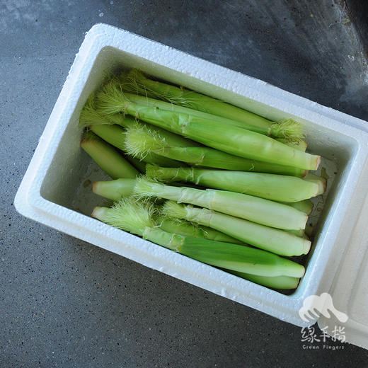 生态玉米笋（浙江） | 合作生产*Ecological baby corn | Partner Production 商品图4