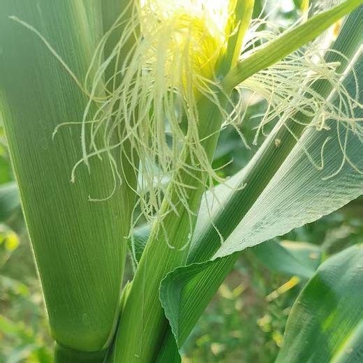 生态玉米笋（浙江） | 合作生产*Ecological baby corn | Partner Production 商品图3
