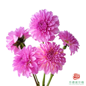 大丽花 玫瑰桃子 4-5枝一扎