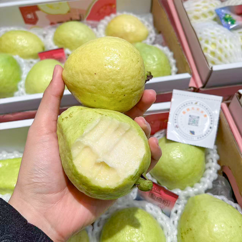 奶油芭乐 树熟采摘更软糯更香甜