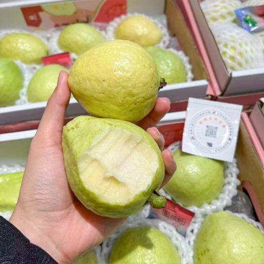 奶油芭乐 树熟采摘更软糯更香甜 商品图0
