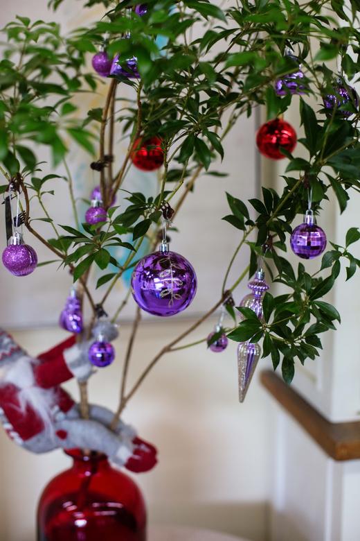 圣诞限定马醉木（不含瓶） 商品图1