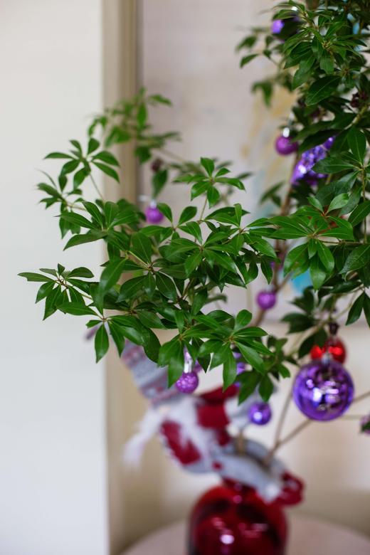 圣诞限定马醉木（不含瓶） 商品图2