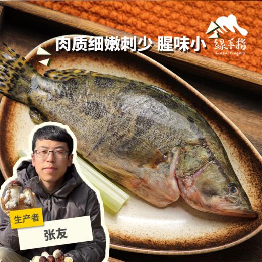 野生冷鲜桂花鱼（京津冀地区包邮）| 合作生产 * Mandarin Fish | Partner Production 商品图0
