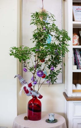 圣诞限定马醉木（不含瓶）