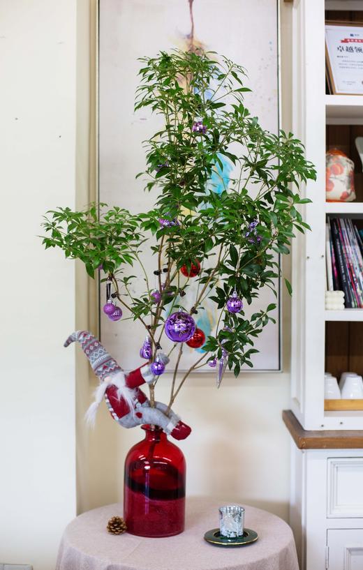 圣诞限定马醉木（不含瓶） 商品图0