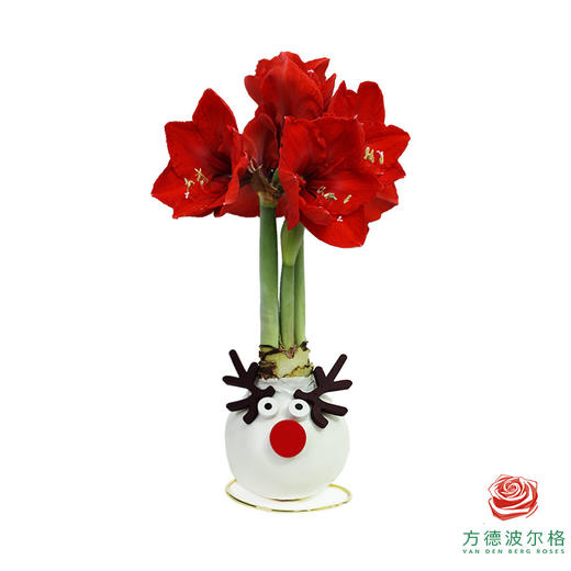 不用浇水的石蜡朱顶红种球！ 红花-鹿角雪人 商品图0