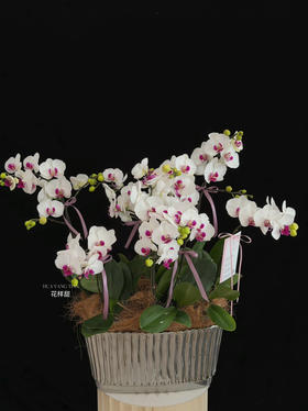 巳巳如意 · 蝴蝶兰盆栽