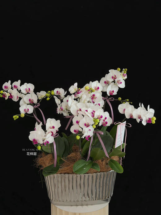 巳巳如意 · 蝴蝶兰盆栽 商品图0