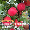 【秦脆苹果】清甜脆嫩汁水足，皮薄肉厚口感佳，到手9枚， 5-6斤仅需104.9元！（2.7-2.26停发） 商品缩略图5