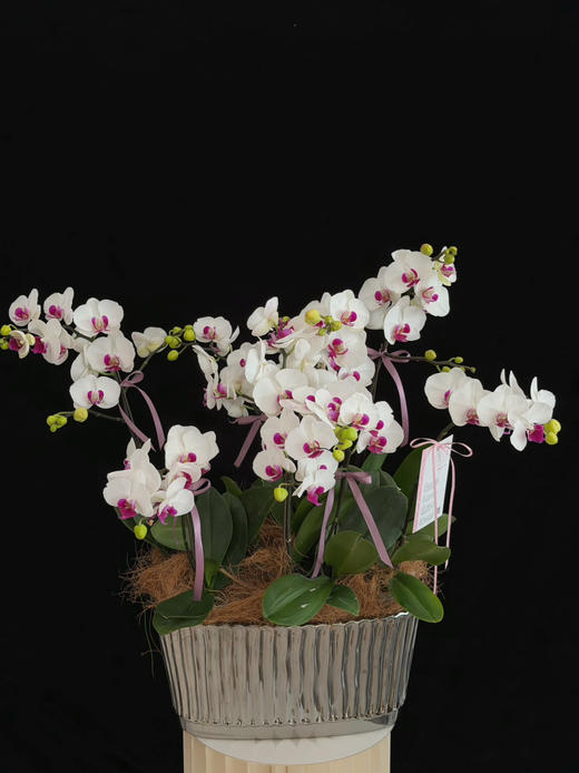 巳巳如意 · 蝴蝶兰盆栽 商品图1