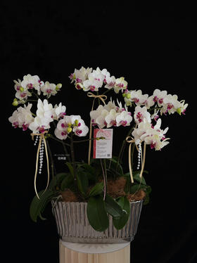 好事连连·蝴蝶兰盆栽