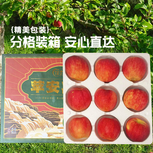 【秦脆苹果】清甜脆嫩汁水足，皮薄肉厚口感佳，到手9枚， 5-6斤仅需104.9元！（2.7-2.26停发） 商品图3