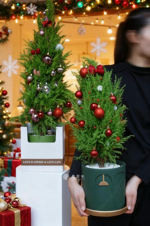 香松圣诞树 商品图0