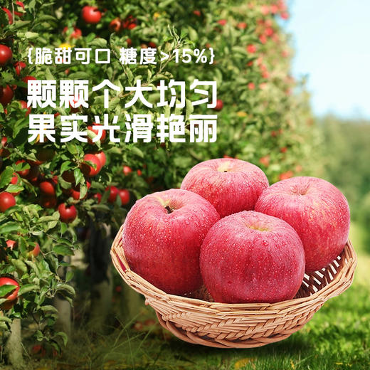 【秦脆苹果】清甜脆嫩汁水足，皮薄肉厚口感佳，到手9枚， 5-6斤仅需104.9元！（2.7-2.26停发） 商品图2