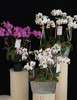 好事连连·蝴蝶兰盆栽 商品缩略图1
