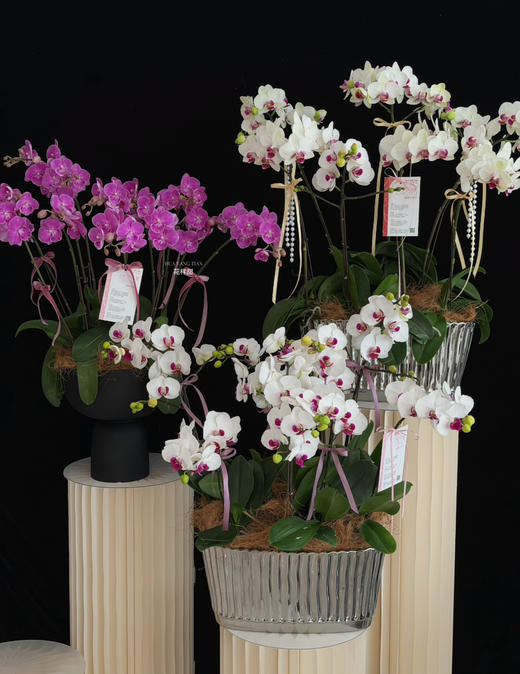 好事连连·蝴蝶兰盆栽 商品图1