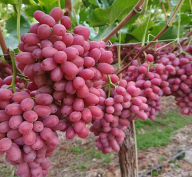 新疆克伦生无籽红提500g左右