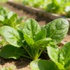 有机菠菜 商品缩略图1