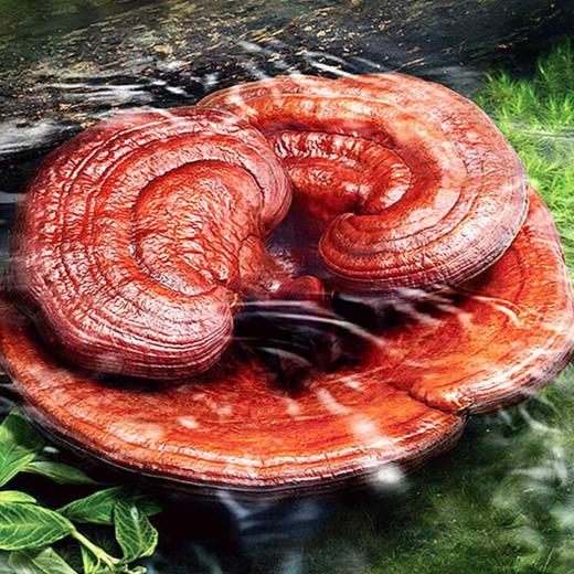 一价到底【有机灵芝孢子粉】纯正长白山灵芝 0添加 粉质细腻 速溶于水 赠长白山人参 250g*1瓶（2.10-2.23停发）（2.10-2.24停发） 商品图4