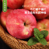 【秦脆苹果】清甜脆嫩汁水足，皮薄肉厚口感佳，到手9枚， 5-6斤仅需104.9元！（2.7-2.26停发） 商品缩略图4