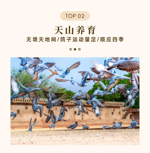 新疆雪山膳鸽礼盒 商品图3