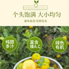【脆皮金桔】果肉细腻多汁 一口爆汁大甜桔 膳食纤维丰富 3斤装 商品缩略图2