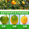 【脆皮金桔】果肉细腻多汁 一口爆汁大甜桔 膳食纤维丰富 3斤装 商品缩略图6