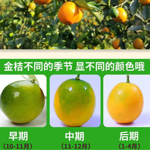 【脆皮金桔】果肉细腻多汁 一口爆汁大甜桔 膳食纤维丰富 3斤装 商品图6