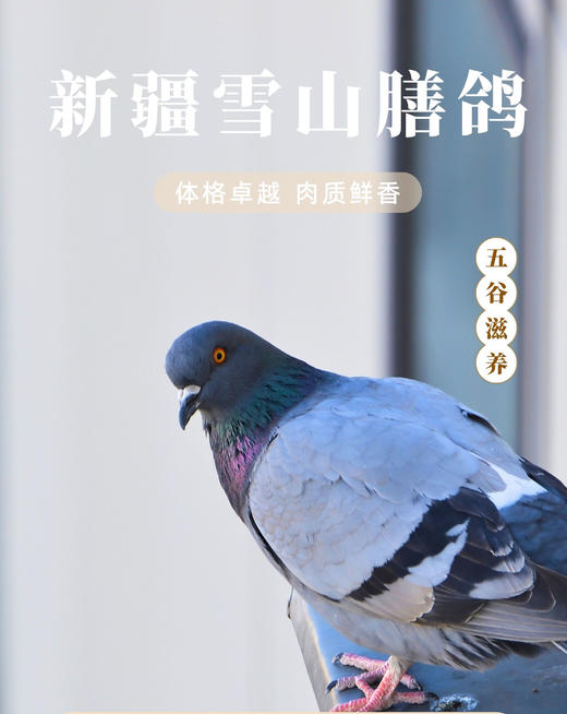 新疆雪山膳鸽礼盒 商品图1