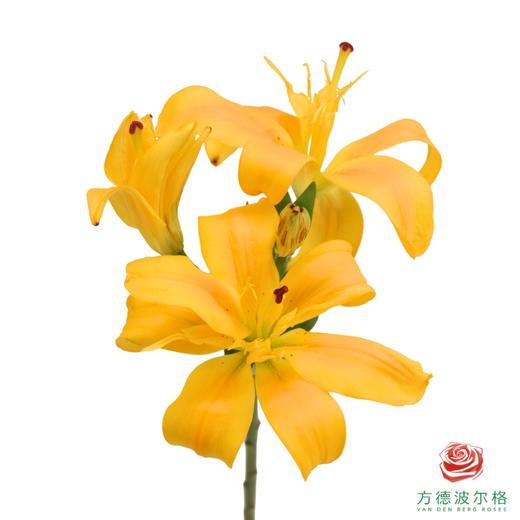 百合-蝴蝶女神黄色 5枝一扎 商品图2